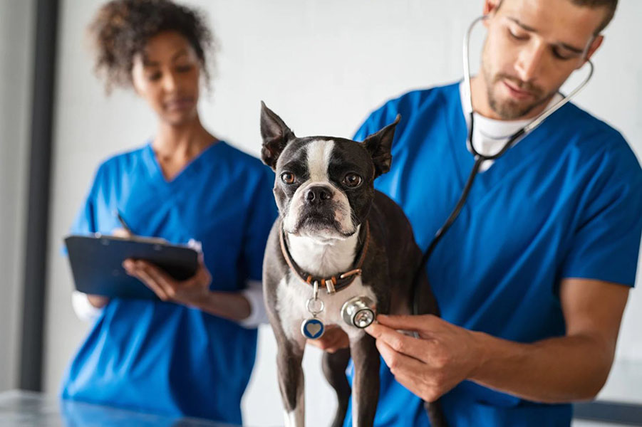 Choosing the Right Veterinarian: Finding the Perfect Partner in Your Pet's Health